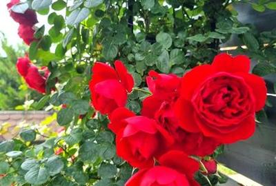 Casă individuală cu 4 camere cu Canalizare în Central - 20