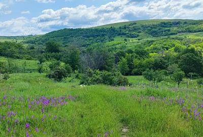 Teren de 5000 mp, în Boboci - 6