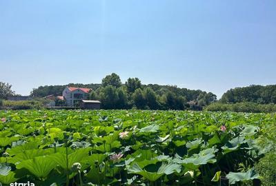 Teren de 4003 mp, în Snagov