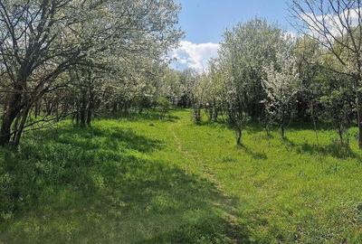 Teren de 3800 mp, în Moșteni - 7