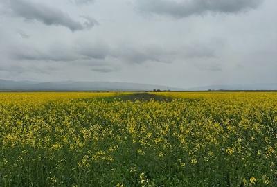 Teren agricol extravilan de 5050 mp, în Câmpineanca - 1
