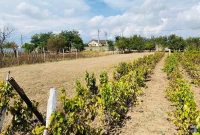 Teren constructii de vanzare - Valu lui Traian, Constanta Teren constructii de vanzare - Valu lui Traian, Constanta - 2