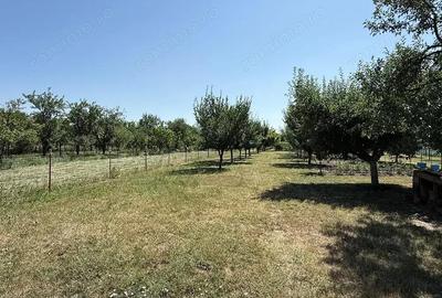 Gradina in intravilan - Salonta - IMOBIHOR