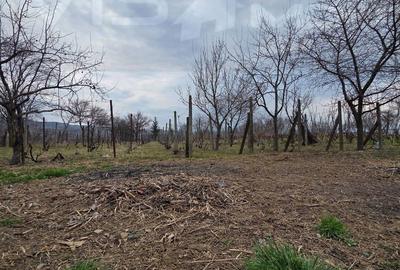 Casă cu 3 camere cu Teren 2096 Mp în Central - 3
