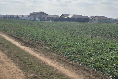 Teren intravilan Balotesti,langa ansamblul Terra si padure, 17000 euro - 4