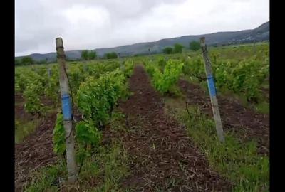 Teren de 2700 mp, în Fântânele - 1