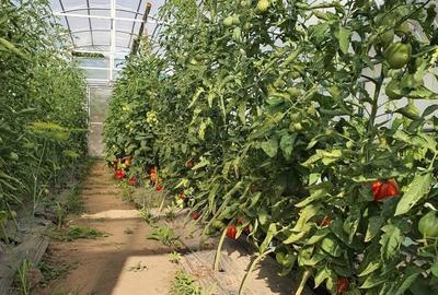 Casă cu 4 camere în Hemeiuș - 8