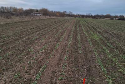 Teren de 1773 mp, în Săcălaz - 2