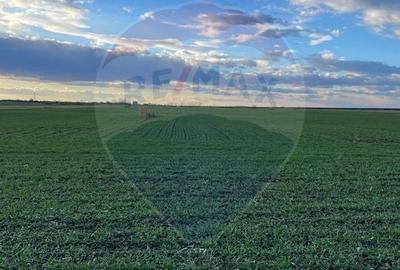 De vanzare Teren agricol 10.800 mp Gruiu / IF - 5