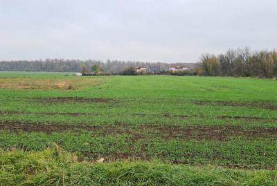 Teren de 3000 mp, în Brănești