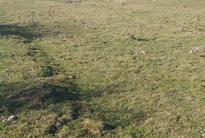 Teren extravilan de vanzare Floresti - 1