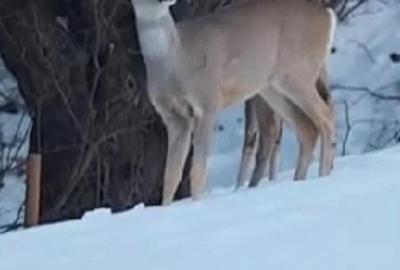 Casă cu Teren 6400 Mp în Zam - 3