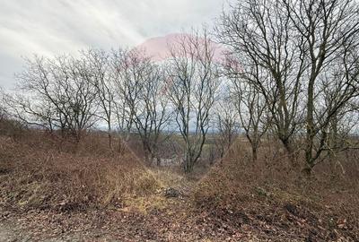 Teren agricol extravilan de 2900 mp, în Independenței - 14