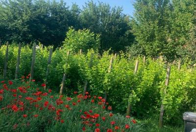 Casă cu 3 camere în Băneasa - 5