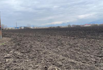 Teren agricol extravilan de 50000 mp, în Hălchiu - 9