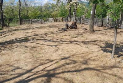 Teren extravilan de vanzare Stane?ti, 3.861 mp, livada de cire?i - 2