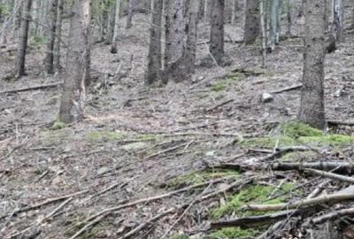 Teren de 17500 mp, în Central