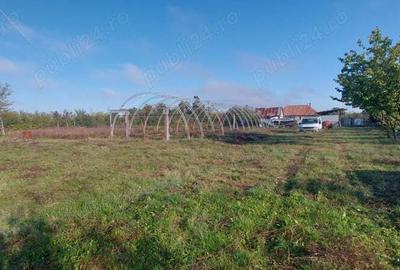 Casa + gospodarie la Silagiu Buzias - 8