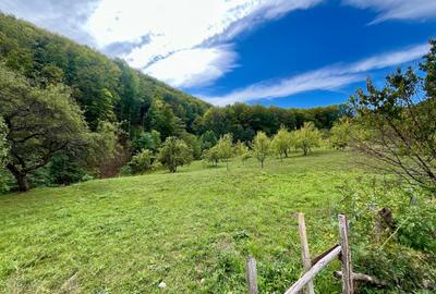 Teren 9.800 mp – Investiție ideală în mijlocul naturii | 10€/mp - Comision 0% - 4