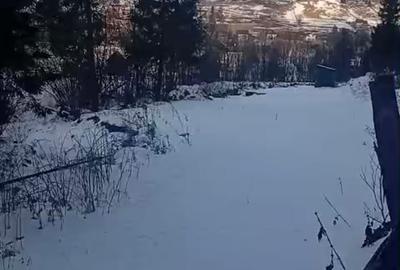 Teren extravilan de 8179 mp, în Cârlibaba Nouă - 1