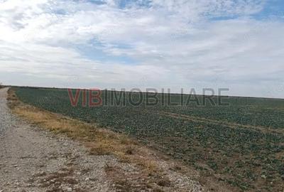 Ferma Agricola 1.350 Hectare Grad de Comasare 9697%, Chi?ineu Cri?, Jude?ul Arad - 4
