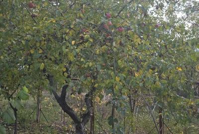 Casa vacanta zona colinara la 5 minute de municipiul Targoviste Casa vacanta zona colinara la 5 minute de municipiul Targoviste - 8