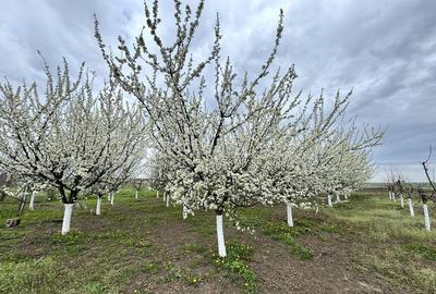 Livada+gradina, teren intravilan 2902mp, Damienesti-Bacau... - 7
