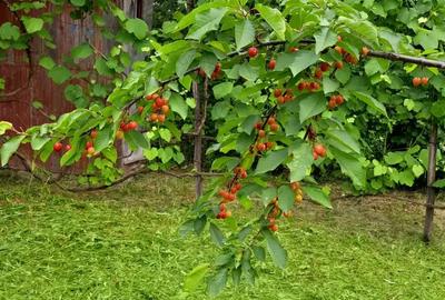 Vand casa Urvi? de Beiu? - 7