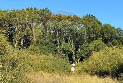 Teren cu parau | 50,000 mp | zona Caianu-Vama | la lizi... - 16