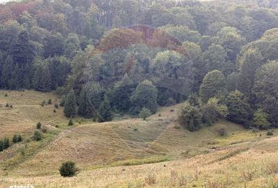 Spațiu comercial, în Dejani - 6