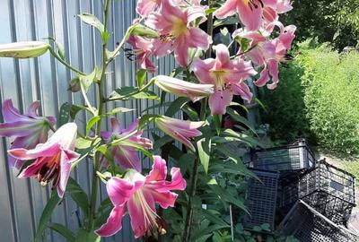 Casă cu 3 camere cu Teren 1550 Mp în Berceni - 1