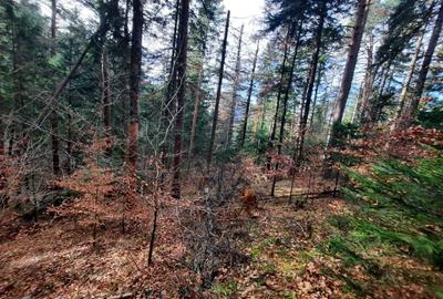 Teren agricol extravilan de 2500 mp, în Alexandru cel Bun - 3