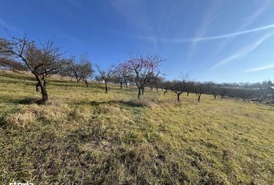 Teren de 34425 mp, în Moldovenești - 8