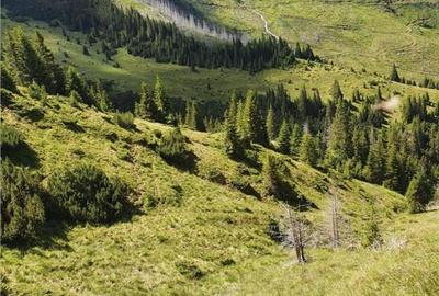 SUPER OPORTUNITATE, DE VANZARE O PROPRIETATE SPECIALA, MUNTE - 4