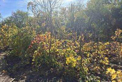 Casa cu teren 3.000 mp vie, livada, utilita?i, acte in regula! - 2