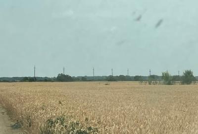 Teren agricol intravilan de 504 mp, în Cornetu - 4