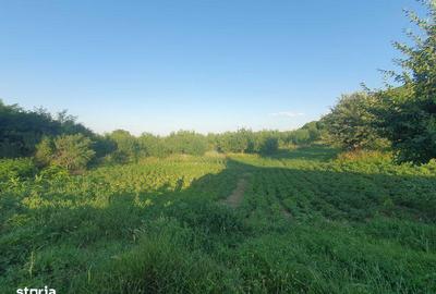 Teren de 16000 mp, în Todirești - 8