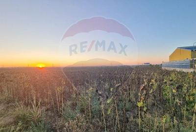 Teren 10,000mp Mangalia-Limanu / Drumul 391 - 1