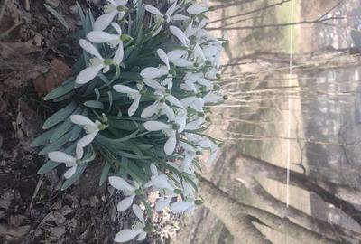 Casă cu Teren 11196 Mp în Central - 9