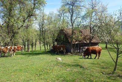 Teren intravilan de 11423 mp, în Luncoiu de Jos - 11