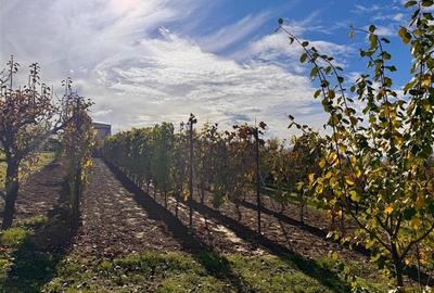 Casă individuală cu 3 camere cu Teren 4000 Mp în Bârnova - 12