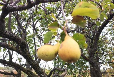 Spațiu comercial, în Strunga - 1