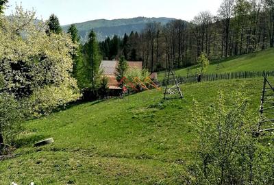 Teren de 23000 mp, în Valea Doftanei - 5