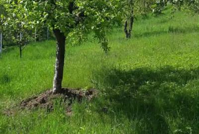 Casa de caramida cu 5900mp intravilan - 1