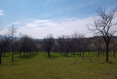 Teren de 17264 mp, în Pietroasa - 6