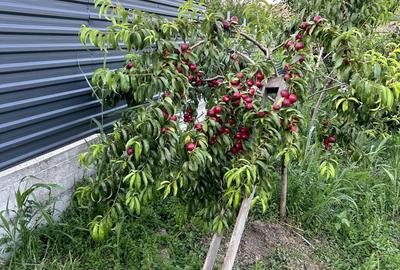 Spațiu comercial, în Central - 5