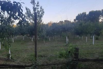 Casă cu 4 camere în Susag - 7