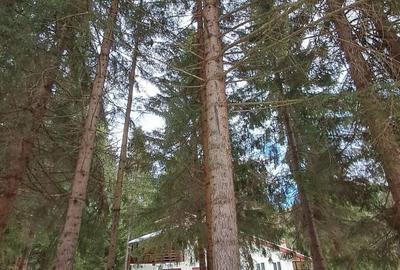 Casă cu 3 camere în Central - 2