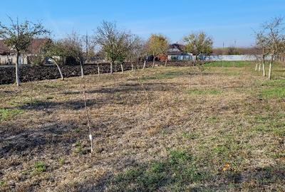 Vând teren intravilan suprafață 1414mp în Sânpetru Mare, jud.Timiș . - 1