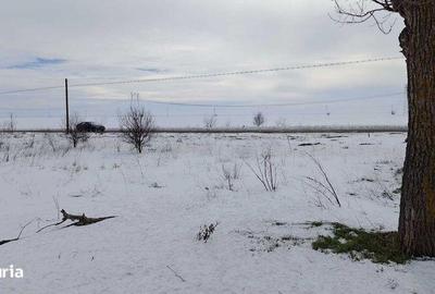 Teren de 2500 mp, în Frumușani - 5